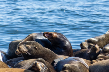 California sea lion yawning while lying amongst a group of pinnipeds at Bowen Island British Columbia Canada © Joao Vieira