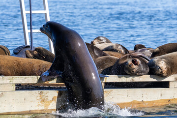 California sea lion leaping out of the water onto a floating dock at Bowen Island British Columbia Canada © Joao Vieira