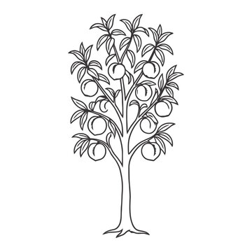Peach tree with fruit vector illustration