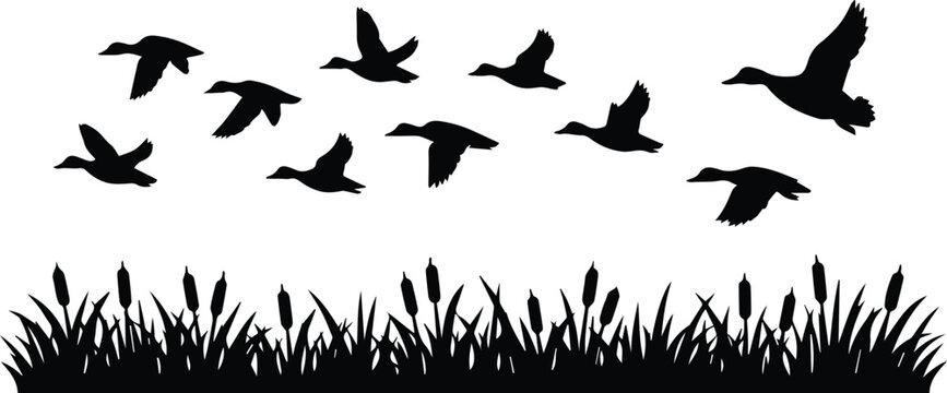 Flying ducks silhouette, a flock of wild birds in flight over marsh grass and cattails, black waterfowl vector illustration for nature and wildlife designs