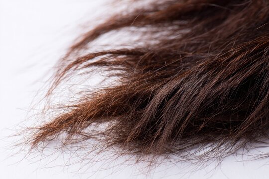 Close up of damaged dry hair strands with split ends on white background, showing hair texture and brittleness in beauty and hair care concept.