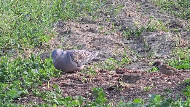 

Oriental Turtle Dove and Tree Sparrows Foraging Together in a Garden #002
텃밭에서 함께 먹이를 먹는 멧비둘기와 참새 무리

