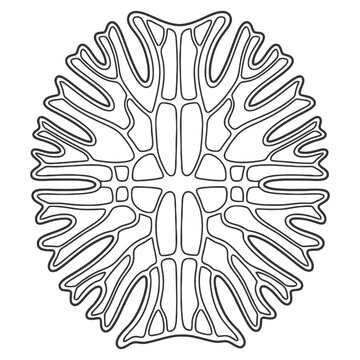 Desmid algae vector illustration, flat design