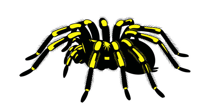 Tarantula Spider Isolated on White Background, Black and Yellow Stripped Legs