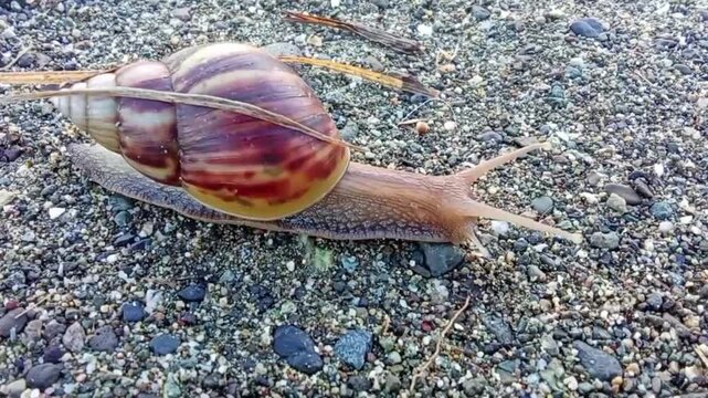 A large snail crawls along the beach 
