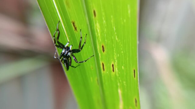 Fauna world, cute black and white striped spider (cosmophasis sp) on a bush leaf, a species of spider belonging to the Salticidae family. This species is also part of the genus Cosmophasis and the ord