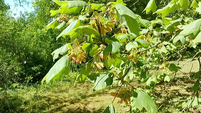 Spring branch of Italian Maple tree, latin name Acer Opalus with leaves and samaras gently swinging in light wind, sunlit by bright daylight sunshine.