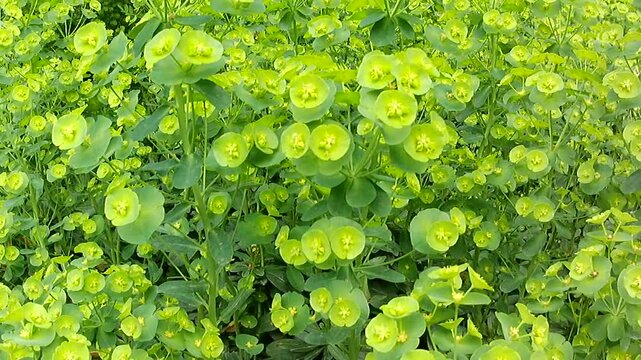 Handheld panning video of yellow flowering Wood Spurge plants, latin name Euphorbia amygdaloides, sunlit by spring daylight sunshine. Panning is slightly rotated around forefront plant. 