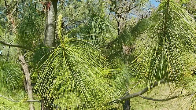 Long needles and evolving branch tips of Bhutan Pine tree, latin name Pinus wallichiana, gently swinging in light wind, sunbathing in afternoon sunshine. 