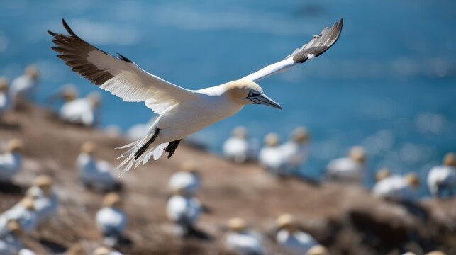 Northern gannet in flight over coastal colony with blue ocean