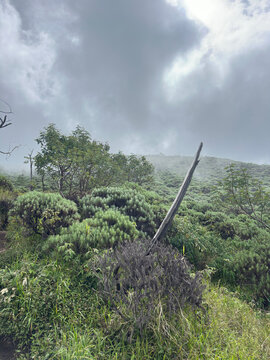 Beautiful edelweis flowers in mount Ciremai, Indonesia