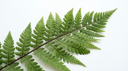 Fototapeta premium Green Fern Leaf Isolated on White Background, Nature Plant Detail