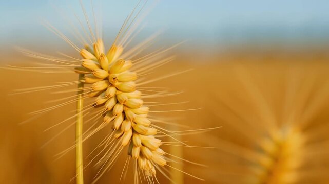 Timelapse macro of a wheat ear ripening from green to golden yellow with swelling grains and drying awns concept of cereal maturation and harvest readiness