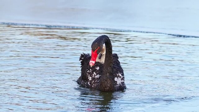 A black swan swimming in the water with a small cygnet on its back