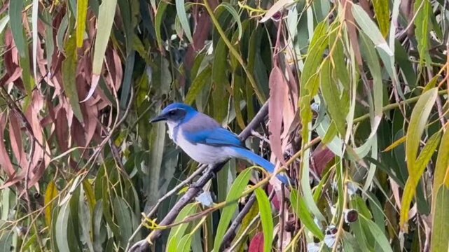 California scrubjay perched on a branch in a eucalyptus tree