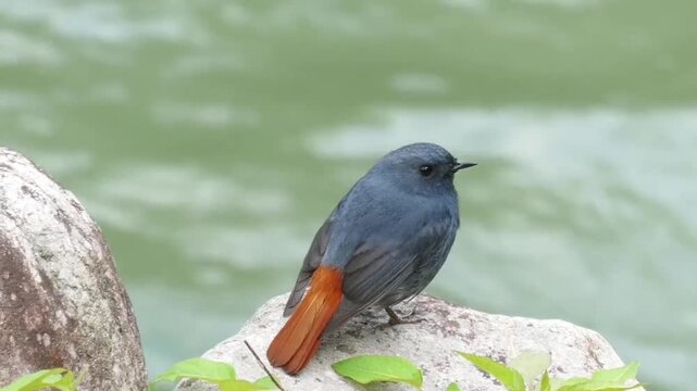 Plumbeous water redstart perched on a rock by the river