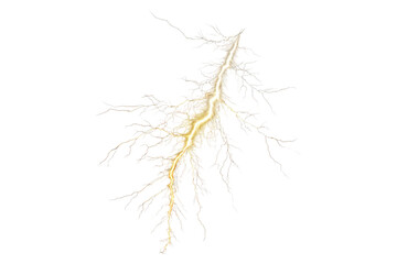 Obraz premium Golden leaf branch with delicate veins isolated on transparent background