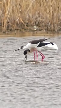 Blackwinged stilts wading in shallow water of a wetland habitat