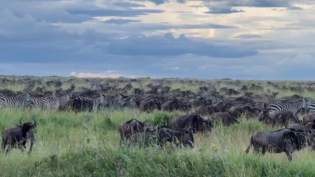 Large herd of wildebeest and zebras grazing in the serengeti savannah