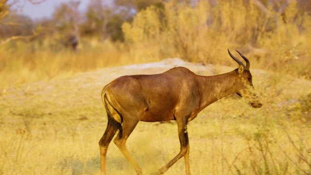 Close up of a Red Hartebeest (Alcelaphus buselaphus caama) grazing in savannah of Okavango delta Moremi Game Reserve of South africa.