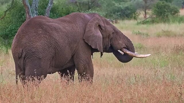 African elephant grazing in the savanna grasslands of tanzania