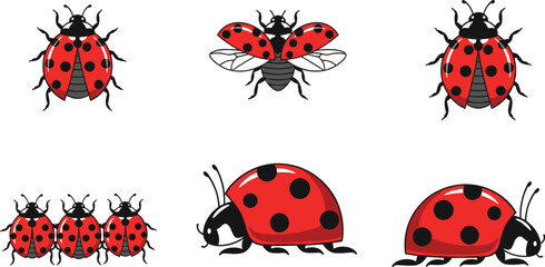 Cute ladybug insect illustration set featuring red spotted beetles in cartoon and realistic vector design styles © MstAkhi