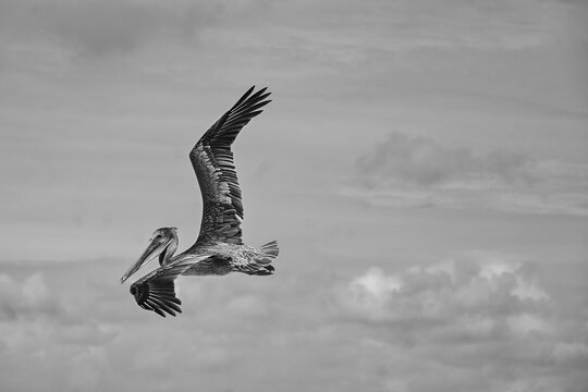 eagle in flight