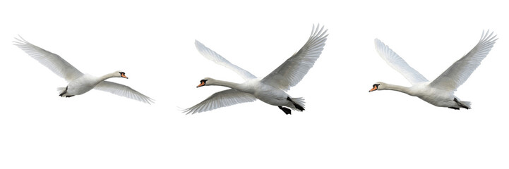 Graceful White Swan Flying PNG, Isolated Water Bird Wings Spread, Realistic Nature Wildlife Cutout, Transparent Background. © AADi