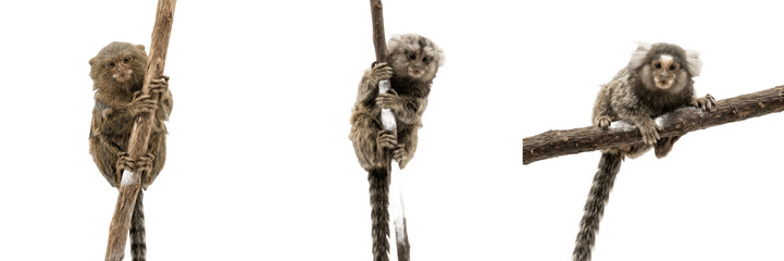 Fototapeta premium Cute Sloth Climbing Branch Isolated PNG Transparent Background Realistic Tropical Animal Clipart for Wildlife Nature and Jungle Design