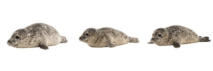 Cute Harbor Seal Pup Lying Down Isolated Transparent PNG © AADi