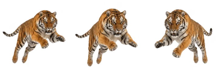 Powerful Tiger Prowling Forward Isolated Transparent PNG © AADi