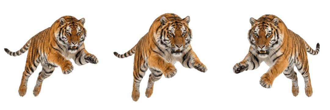 Powerful Tiger Prowling Forward Isolated Transparent PNG