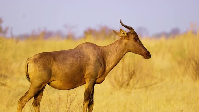 Close up of a Red Hartebeest (Alcelaphus buselaphus caama) grazing in savannah of Okavango delta Moremi Game Reserve of South africa.