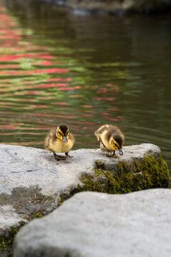 Cute young mallard ducklings walking on a rock at the edge of a pond, flower reflections in water, celebrating nature background
