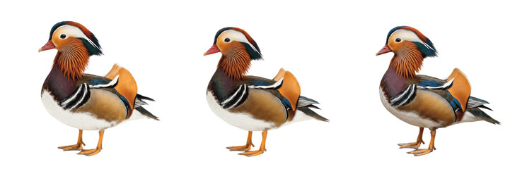 Obraz premium Beautiful Mandarin Duck Swimming Isolated on Transparent Background, Colorful Exotic Water Bird PNG for Nature and Wildlife Projects.
