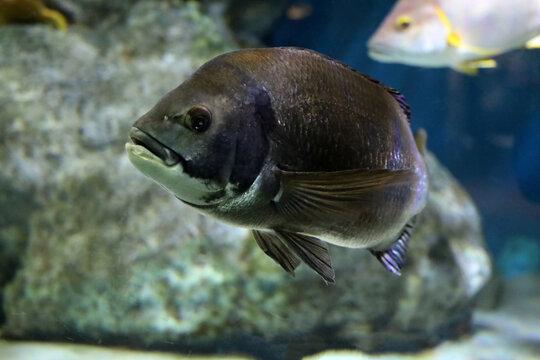 Large dark seabream fish in an underwater environment.