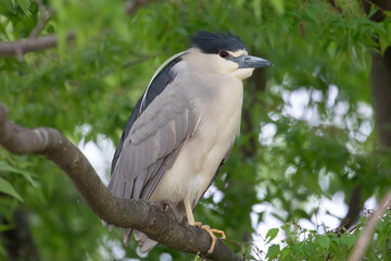 Fototapeta premium Black Crowned Night Heron Nycticorax Nycticorax Perched In Tree, Wildlife Photography.