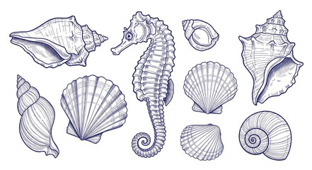 Collection of Hand Drawn Seashells and Seahorse Illustration. © Melinda