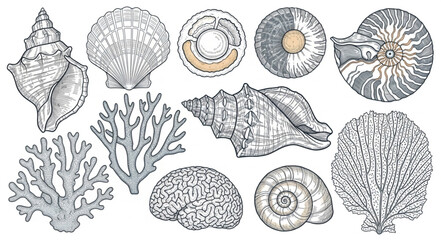Collection of Hand Drawn Seashells and Coral Illustrations. © Melinda