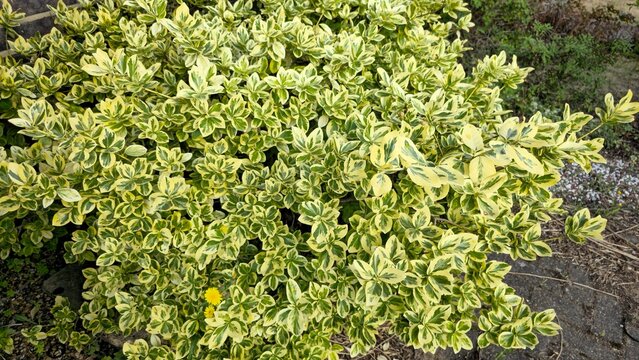 Variegated Euonymus fortunei leaves in a British garden