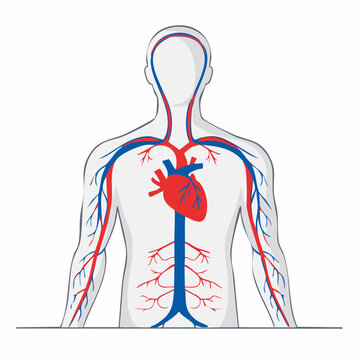 Human Circulatory System Diagram