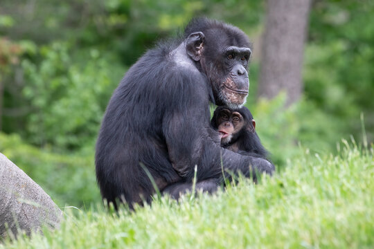 Chimpanzee Pan Troglodytes Mother And Baby Primate Portrait, Photography.