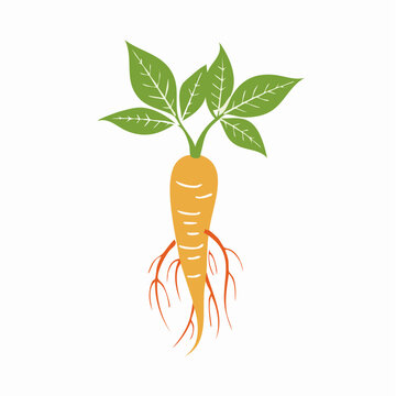 Stylized illustration of a ginseng root with leaves and roots