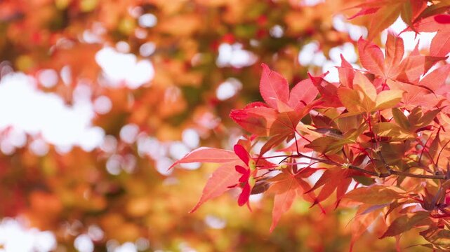 春の日差しに透ける赤いもみじの葉とプロペラのような可愛らしい赤い種子