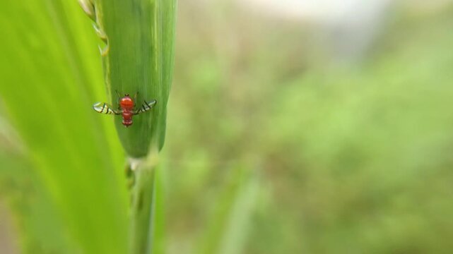 The signal fly species (Rivellia sp.), a cute fly with an orange body and red eyes, is a destructive pest of crops such as soybeans, peanuts, and pigeon peas. It pests the root nodules of these crops.