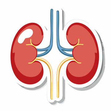 Stylized Illustration of Human Kidneys with Blood Vessels