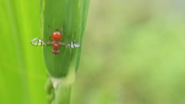 The signal fly species (Rivellia sp.), a cute fly with an orange body and red eyes, is a destructive pest of crops such as soybeans, peanuts, and pigeon peas. It pests the root nodules of these crops.
