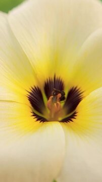 Vertical 4K Macro Close Up of Stingless Bee Collecting Pollen on White Flower Swaying in Wind, Nature Footage for TikTok Reels