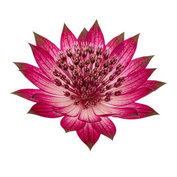Pink astrantia major flower head cut out on transparent background