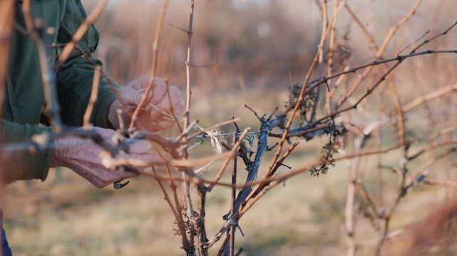 Elderly farmer wearing green jacket working in vineyard tying thin branches to wire trellis with white twine during sunny autumn day close up shot of hands performing manual agricultural vine pruning.